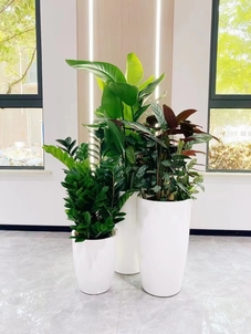 海曙盆景租赁专业